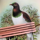 New Zealand Bird Pencil Pack of 5 Boxed