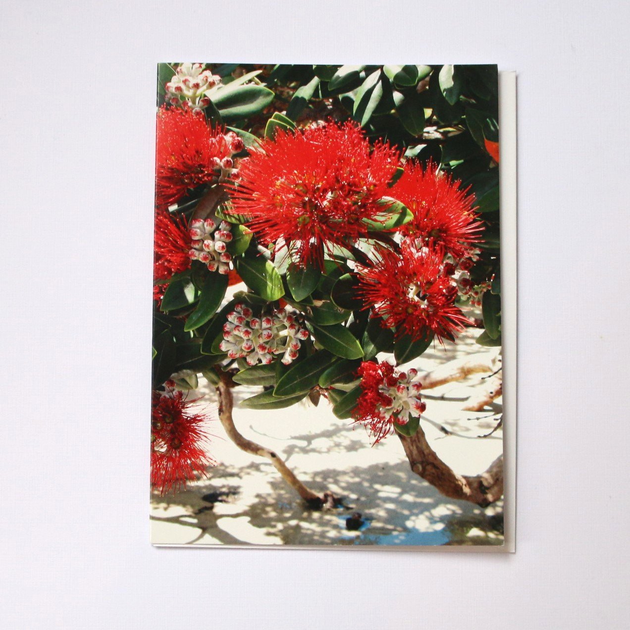 Tidal Pohutukawa Card - Nz : For All Occasions Cards At The Vault Nz