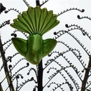 Ceramic Fantail - Soda Green