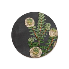 Climbing White Rata Akate Coaster Single-artists-and-brands-The Vault