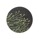 Rimu Red Pine Coaster Single