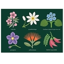 NZ Flowers No2 Card