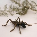 Bronze Tree Weta Female