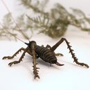 Bronze Tree Weta Female