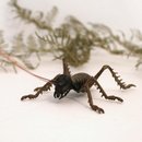 Bronze Tree Weta Female