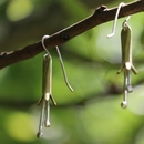 Putiputi Flower Earrings Silver Brass