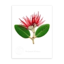 Pohutukawa Portrait Print Small