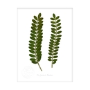 Kowhai Flora Print Small